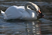 Z9 La Villetertre 22-03-24 00982  Photo A CG