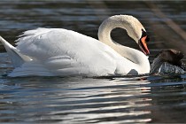 Z9 La Villetertre 22-03-24 00985  Photo A CG