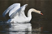 Z9 La Villetertre 22-03-24 01008  Photo A CG