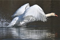 Z9 La Villetertre 22-03-24 01010  Photo A CG