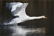 Z9 La Villetertre 22-03-24 01011  Photo A CG