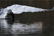 Z9 La Villetertre 22-03-24 01013  Photo A CG