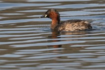 Z9 La Villetertre 22-03-24 01040  Photo A CG
