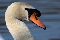 Z9 La Villetertre 22-03-24 01044  Photo A CG