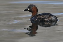 Z9 La Villetertre 22-03-24 01047  Photo A CG