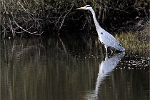Z9 La Villetertre 22-03-24 01082  Photo A CG