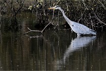 Z9 La Villetertre 22-03-24 01109  Photo A CG