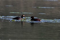 2022-04-14 Grand Laviers