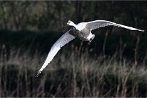 Z9 Grand Lavier 22-04-14 020  Photo A CG