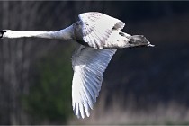 Z9 Grand Lavier 22-04-14 028  Photo A CG