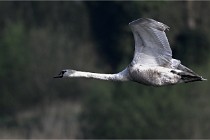 Z9 Grand Lavier 22-04-14 031  Photo A CG