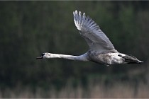 Z9 Grand Lavier 22-04-14 032  Photo A CG