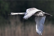 Z9 Grand Lavier 22-04-14 033  Photo A CG