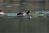 Z9 Grand Lavier 22-04-14 094  Photo A CG