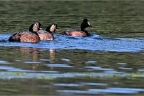 Z9 Grand Lavier 22-04-14 103  Photo A CG