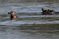 Z9 Grand Lavier 22-04-14 141  Photo A CG