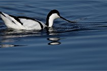 Z9 Grand Lavier 22-04-14 217  Photo A CG