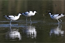 Z9 Grand Lavier 22-04-14 322  Photo A CG