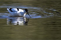 Z9 Grand Lavier 22-04-14 414  Photo A CG