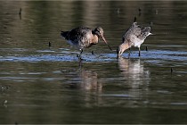 Z9 Grand Lavier 22-04-14 502  Photo A CG