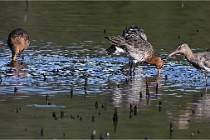 Z9 Grand Lavier 22-04-14 518  Photo A CG