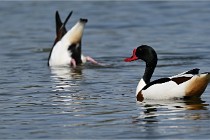 Z9 Grand Lavier 22-04-14 663  Photo A CG