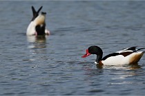 Z9 Grand Lavier 22-04-14 679  Photo A CG