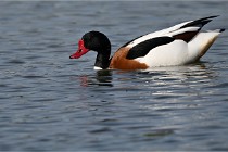 Z9 Grand Lavier 22-04-14 684  Photo A CG