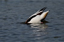 Z9 Grand Lavier 22-04-14 686  Photo A CG