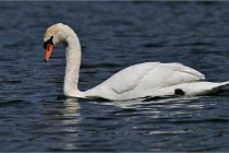 Z9 Grand Lavier 22-04-14 691  Photo A CG