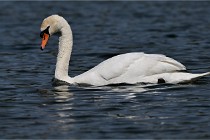 Z9 Grand Lavier 22-04-14 692  Photo A CG