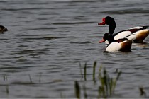 Z9 Grand Lavier 22-04-14 757  Photo A CG