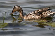 Z9 Grand Lavier 22-04-14 778  Photo A CG