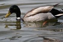 Z9 Grand Lavier 22-04-14 791  Photo A CG